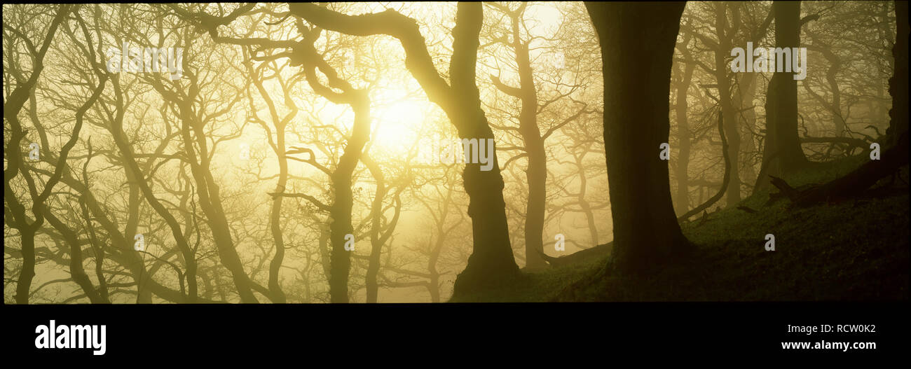 Oakwood wales hi-res stock photography and images - Alamy