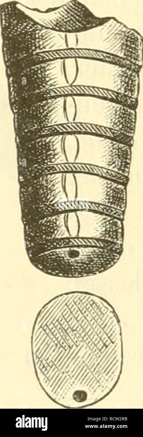 . Elemente der palaeontologie. (Palaeozoologie.). Paleontology. Fig. 404.. Aidacoceras inducens Bronn, a. Dorsalansicht mit theilweise erb. Proostracum, Phragmocon Stein- keru. Raibler Schichten, Schiern. 6, c. Fragmente des Rostrum, St. Cassiau Ätractites Boeckhi Stürzen- haum. Zone des Gerat, trinodosus, Schreyer Alpe. ^ Manuel de Conchyologie pag. 360. 2 Edm. V. Mojsisovics: Die Cephalopoden der mediterranen Triasproviuz pag. 297.. Please note that these images are extracted from scanned page images that may have been digitally enhanced for readability - coloration and appearance of these i Stock Photo