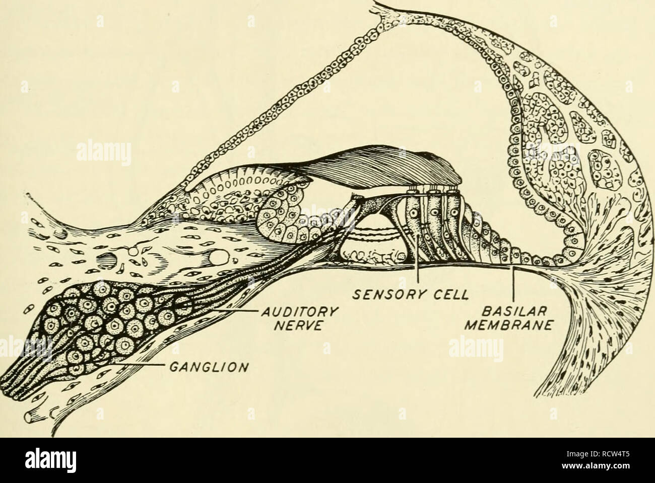 . Elements of biology, with special reference to their rôle in the lives of animals. Biology