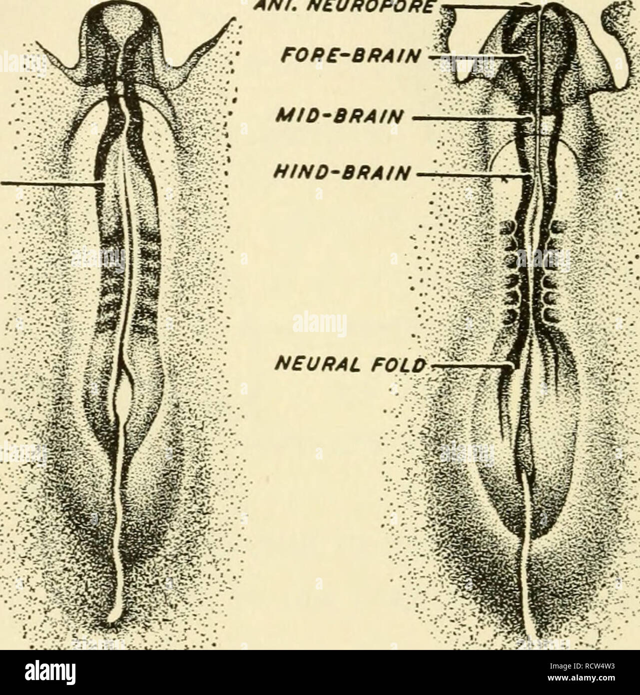 Elements Of Biology With Special Reference To Their Ra Le In The Lives Of Animals Biology Zoology Ant Na Uftopoffei Neural Fold A Neural Fold Ifpr 4r V A Ym A A A A A A A A S A V S A R A V A