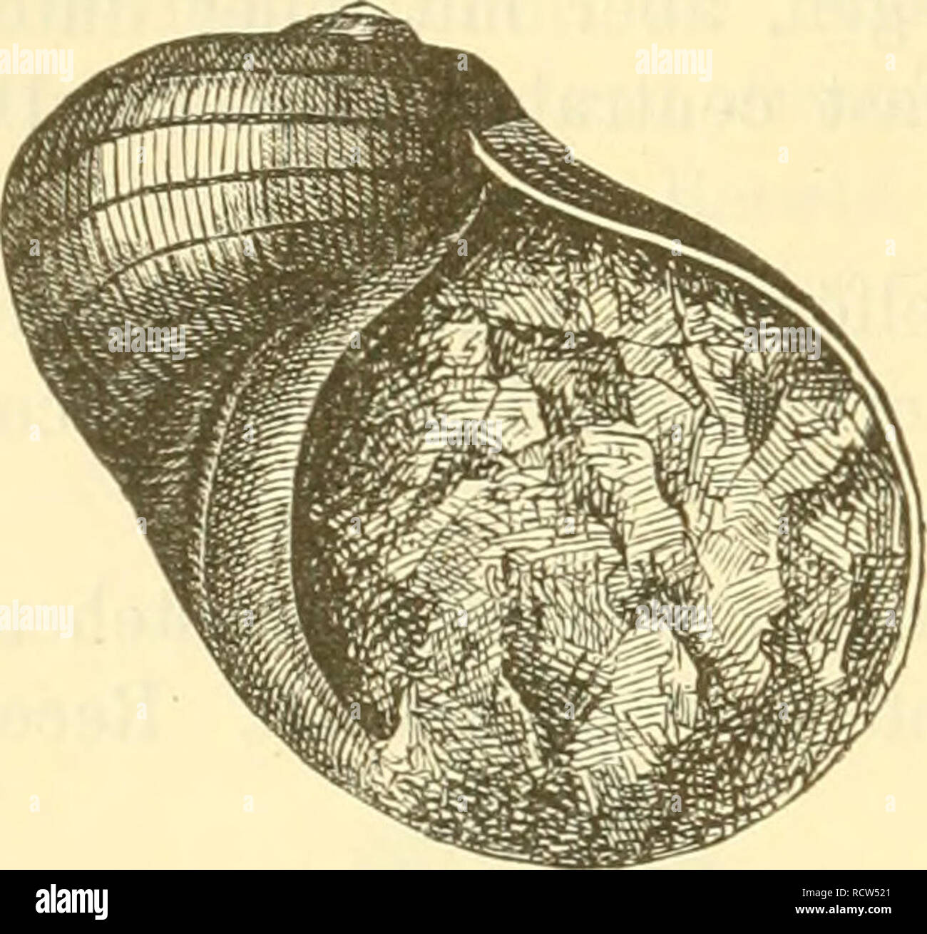 . Elemente der palaeontologie. (Palaeozoologie.). Paleontology. 264 Mollusca. h. JSaticidae.. GehÃ¤use bauchig, mit kurzer Spira, rasch anwachsenden UmgÃ¤ngen und schiefer, halbmondfÃ¶rmiger, an der Basis gerundeter, oben winkeHger MÃ¼ndung. Deckel kalkig oder hornig. Die Thiere sind Fleischfresser, ihr gespaltener Fuss bedeckt oft die Schale fast ganz. Naticopsis M'' Coy. (Fig. 360). GehÃ¤use kugelig, glatt, selten lÃ¤ngs gerippt, ohne Nabel, mit niedrigem Gewinde, sehr weitem letzten Umgang, flacher Innenlippe. Deckel kalkig, concentrisch gestreift, innen mit zapfen- artigem VÃ¶rsprung. Devo Stock Photo