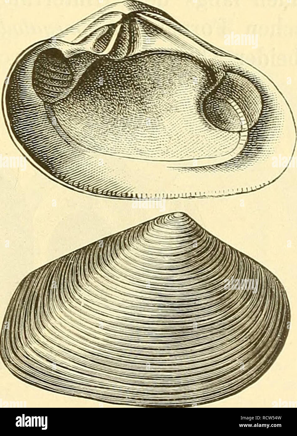 . Elemente der palaeontologie. (Palaeozoologie.). Paleontology
