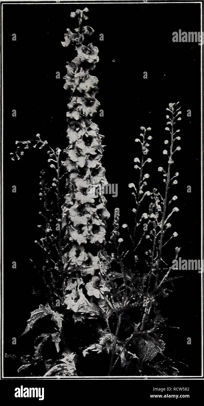 . Descriptive price list. Nurseries Horticulture Catalogs; Evergreens Catalogs; Fruit trees Catalogs; Shrubs Catalogs; Climbing plants Catalogs; Roses Catalogs. BRIDGEPORT NURSERIES, Bridgeport, Indiana 41. Delphinium. CHRYSANTHEMUM MAXIMUM (Daisies). Alaska. Large white. Hartz &amp; Elder. Leucanthemum. Maximum Shasta. White. CONVALLARIA (Lily-of-the- Valley). COREOPSIS (Tickseed). Grandiflora. Lanceolata. Verticillata. DELPHINIUM (Larkspur). Belladonna. Bellamosa. Chinensis. Chinensis Alba. English Hybrids. 40c each. Formosum. 25c straight. Gold Medal Hybrid. DIANTHUS (Hardy Garden Pink). Ba Stock Photo