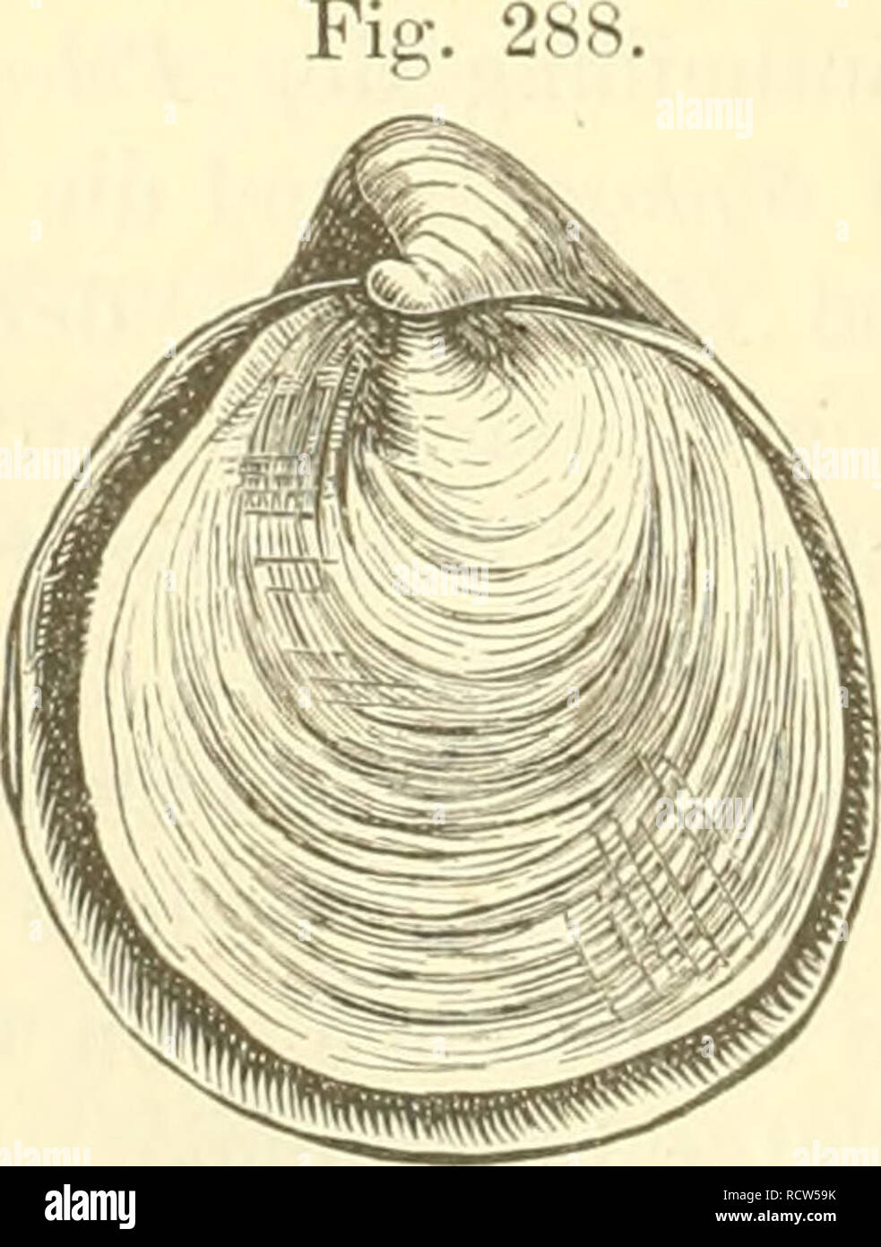 . Elemente der palaeontologie. (Palaeozoologie.). Paleontology