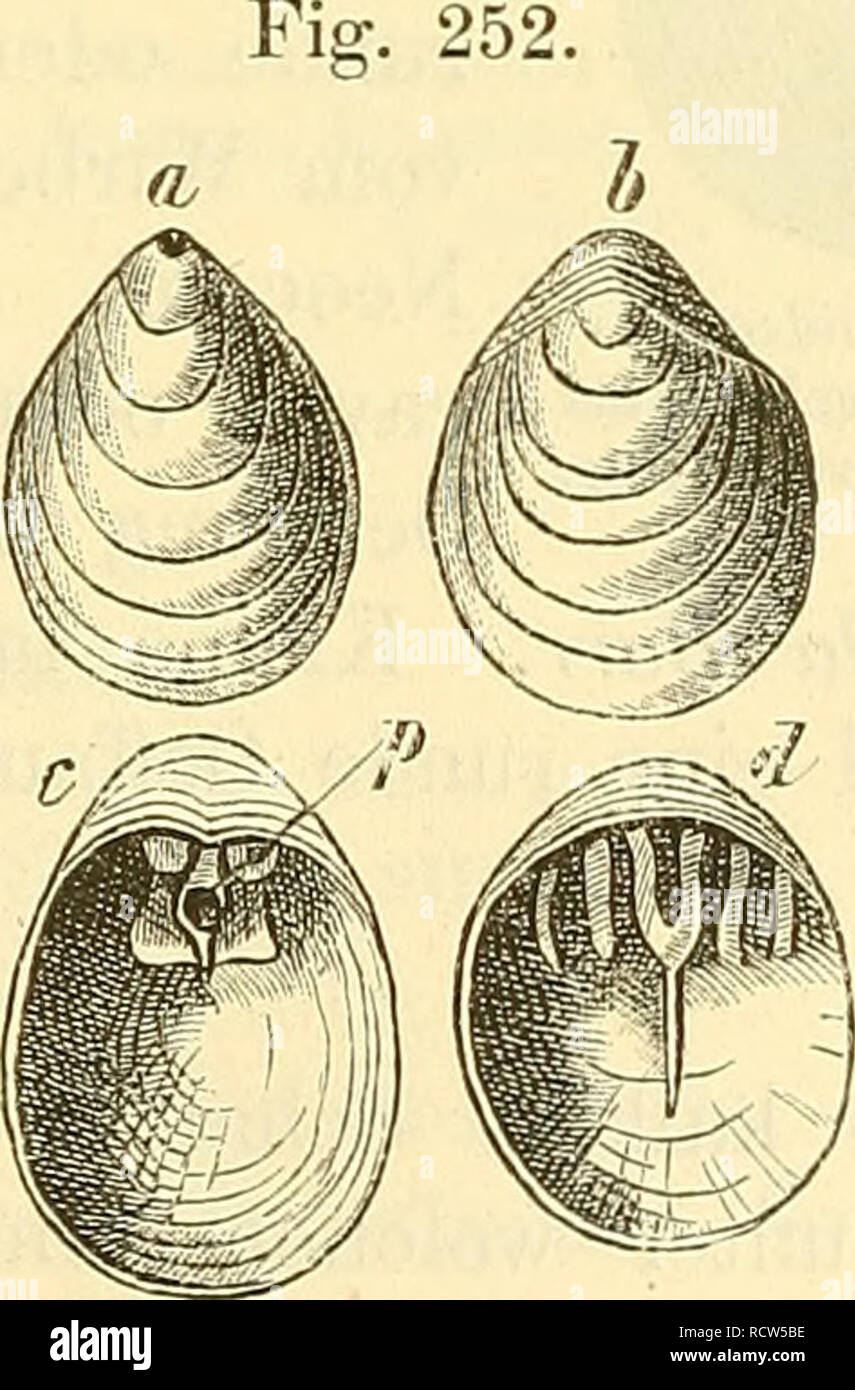 . Elemente der palaeontologie. (Palaeozoologie.). Paleontology. Obolus