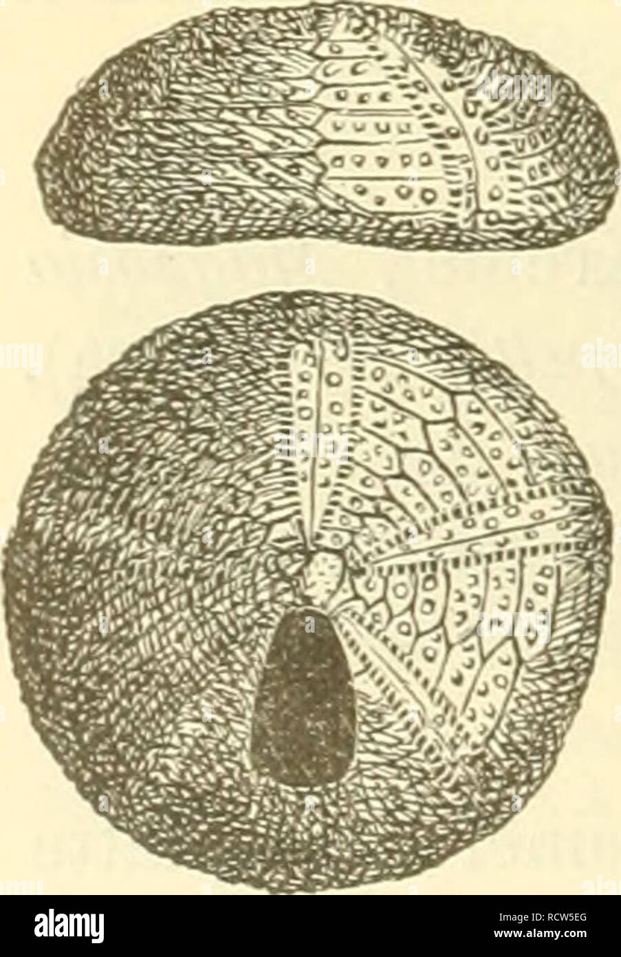 . Elemente der palaeontologie. (Palaeozoologie.). Paleontology