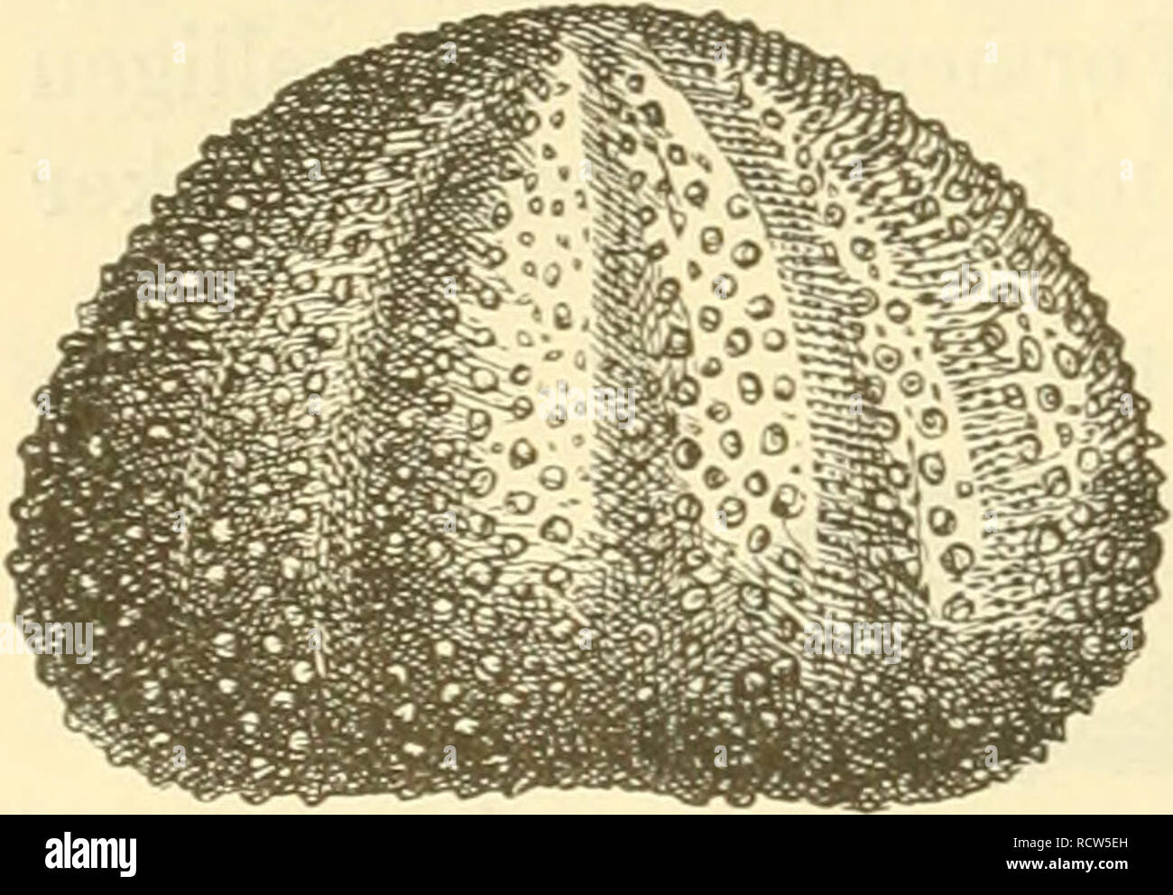. Elemente der palaeontologie. (Palaeozoologie.). Paleontology. 164
