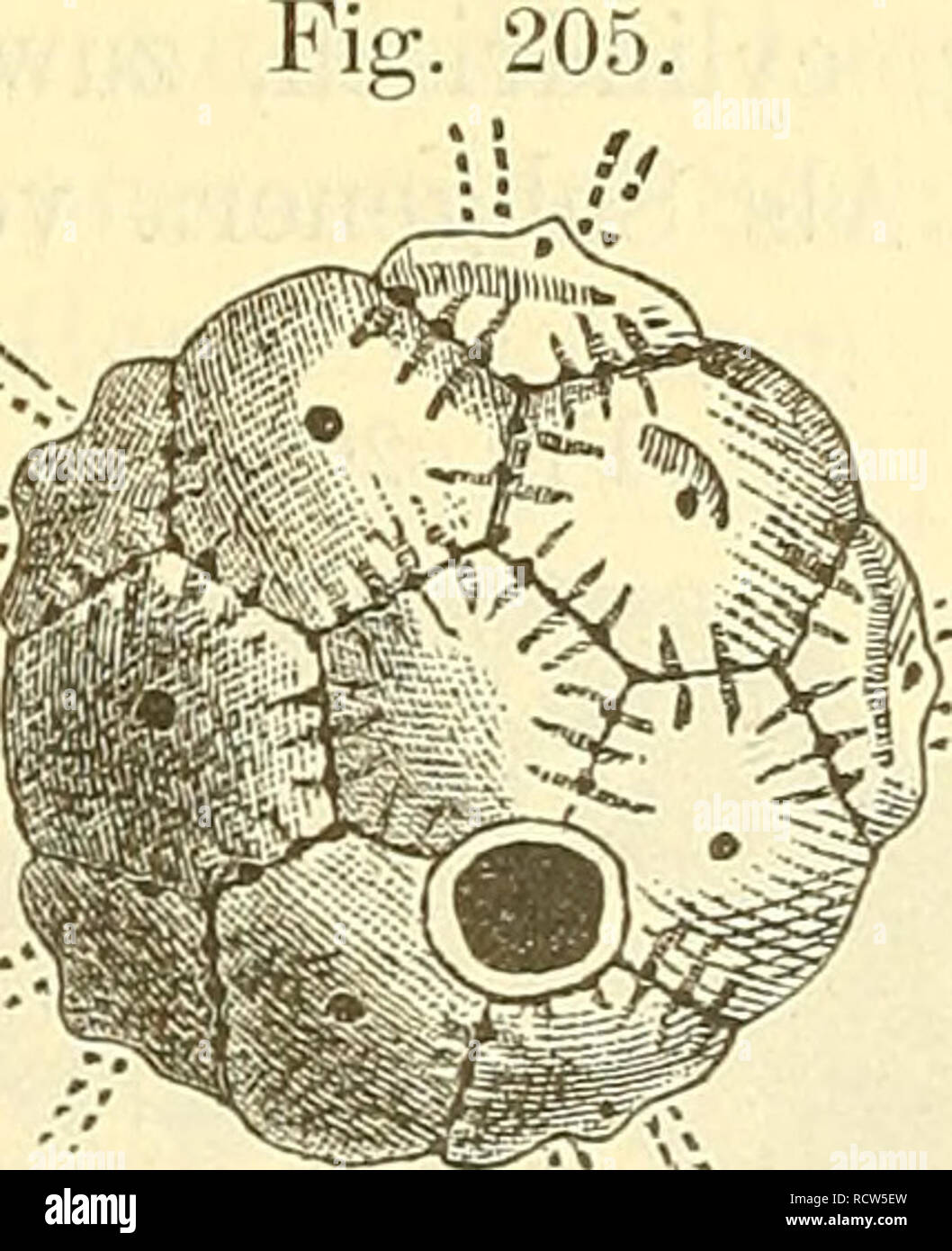 . Elemente der palaeontologie. (Palaeozoologie.). Paleontology