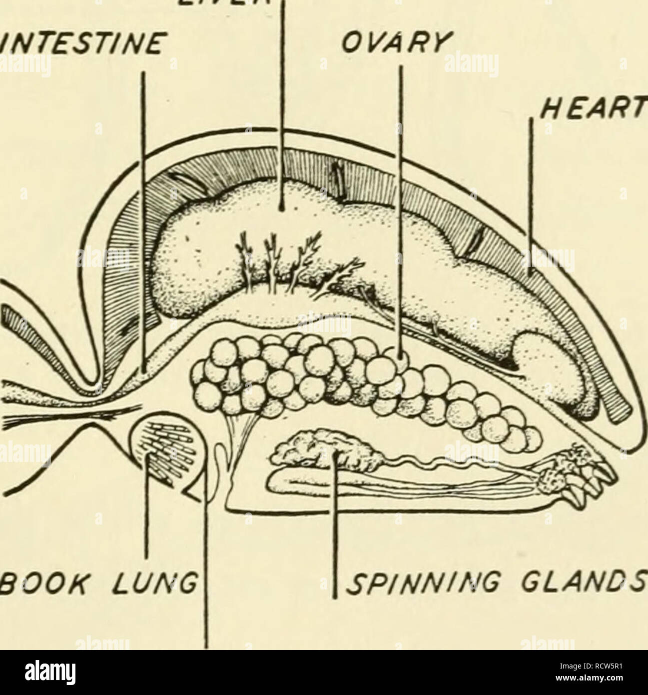 spider book lungs