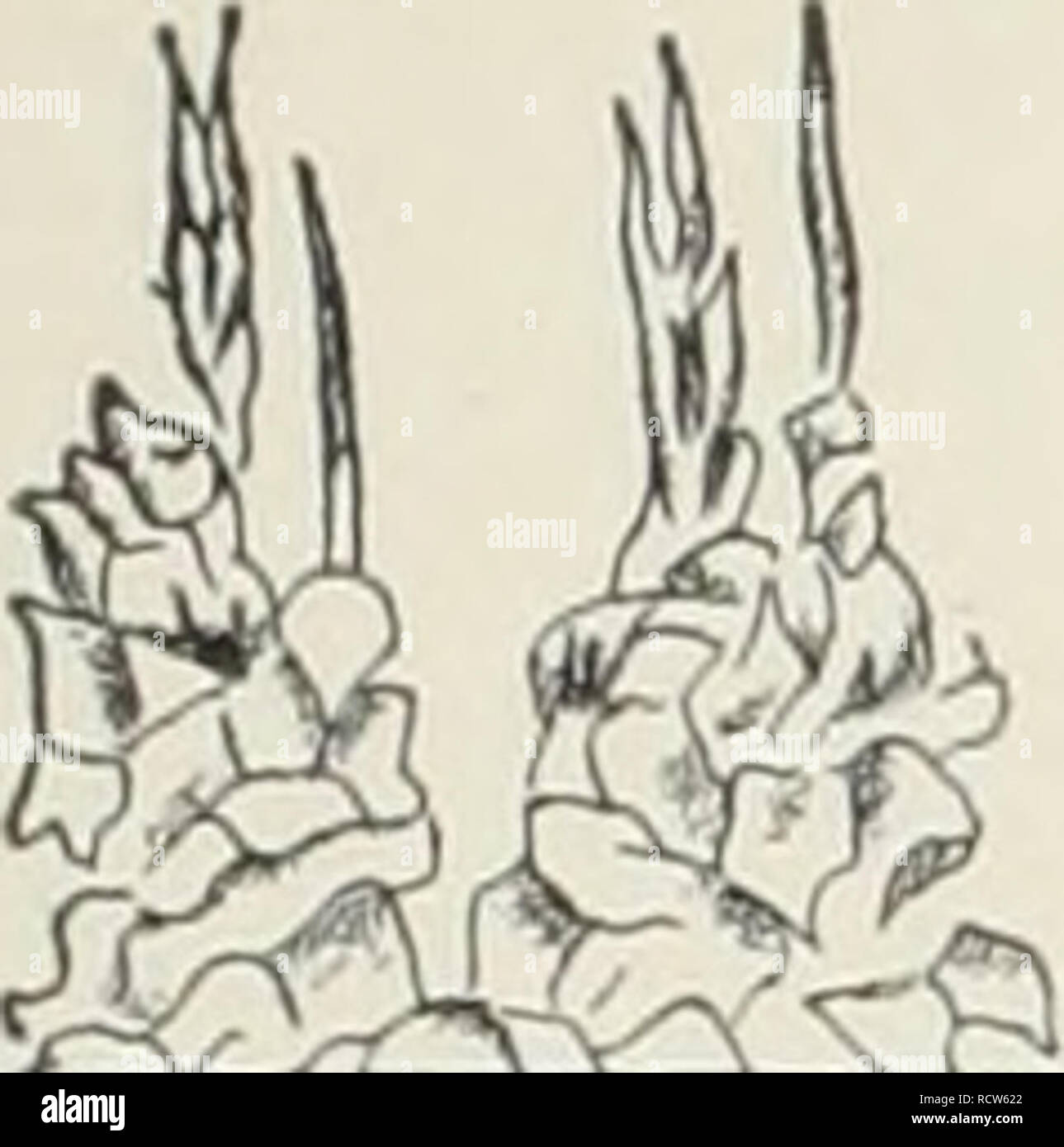 . Descriptive list : gladiolus and delphiniums. Nurseries (Horticulture) Vermont Burlington Catalogs; Nursery stock Vermont Burlington Catalogs; Bulbs (Plants) Vermont Burlington Catalogs; Gladiolus Vermont Burlington Catalogs; Delphinium Vermont Burlington Catalogs. ( CHAMP LAIN VIEW GARDENS SWEETER SEVENTEEN. (K) (Prim. Grand.) (Dec) Large clear deep salmon pink, yellow throat. SWORD OF MAHOMET. (Ellis) (Ex) (Dec) Smoky brown. Very pretty. A good smoky, strong grower TARO. (K) (Com) Cerise. Early, midseason, strong grower. Good commercial. TAURUS. (K) (Prim.) (Dec) Purple violet, several ope Stock Photo