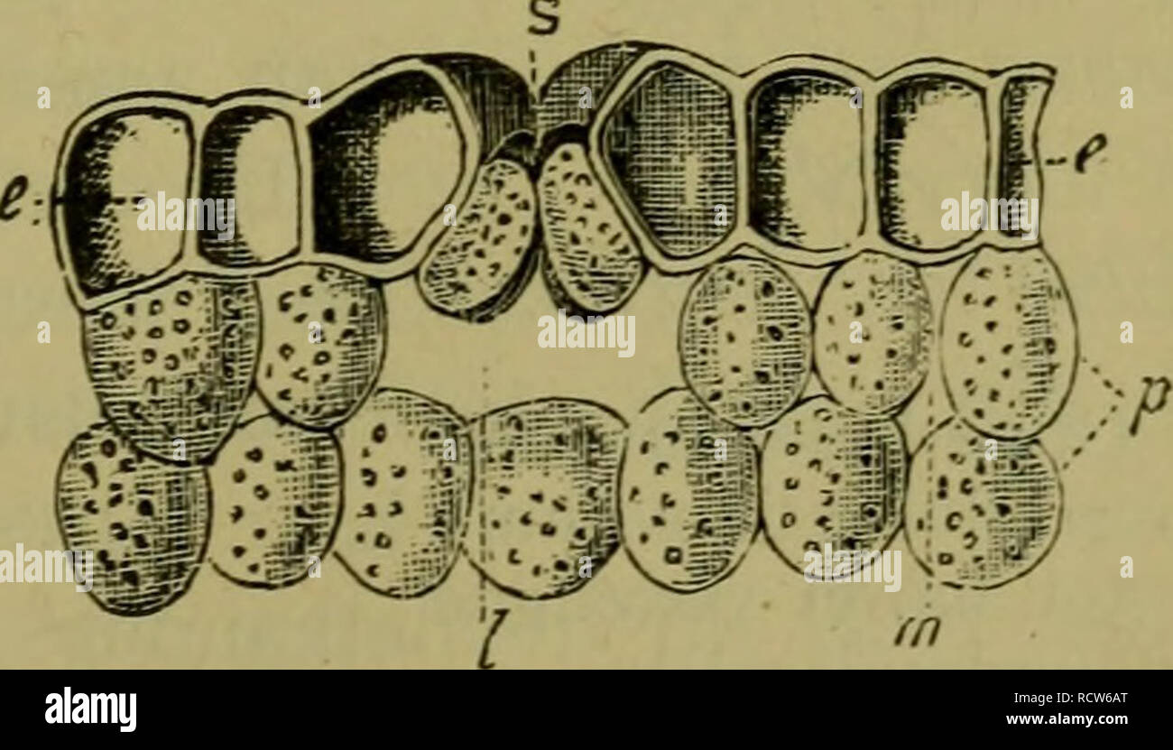 De voeding der planten. Plants. Opperhuid van een blad met huidmondjes.  Snijdt men waar een huidmondje ge- n duide Fig. 10.. der aanraken; in deze  neemt men bladgroenkorrels waar. Ter- wijl, image size:1300x831