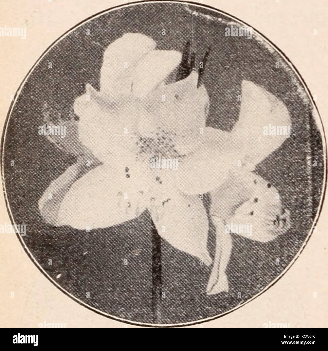 . Descriptive catalogue of flowering, ornamental trees, shrubs, bulbs, herbs, climbers, fruit trees, &amp;c., &amp;c., &amp;c. / for sale by the Yokohama Nursery Co., Limited.. Nursery Catalogue. 5. Azalea scliilippenbacliii, H^d.t lilac, leaves large 3^ inches long, 2J broad very sliowy—heig! t; i ft.; per 10, $5.70. 0. Azalea ledifolinm var. iiarcissiflonini, (Ycciu-gawa) light purple double flower—heig!.t: i ft.; per lO §2.50. 7. Azalea ledifolinm var. leiieantliuiii, pure v hitj single flower—hi&quot;-ht : i-i J- AZALEA SCHILIPPENBACHI. ft. ; per 10, S2.30. 8. Azalea Murasaki.riukiii, whit Stock Photo