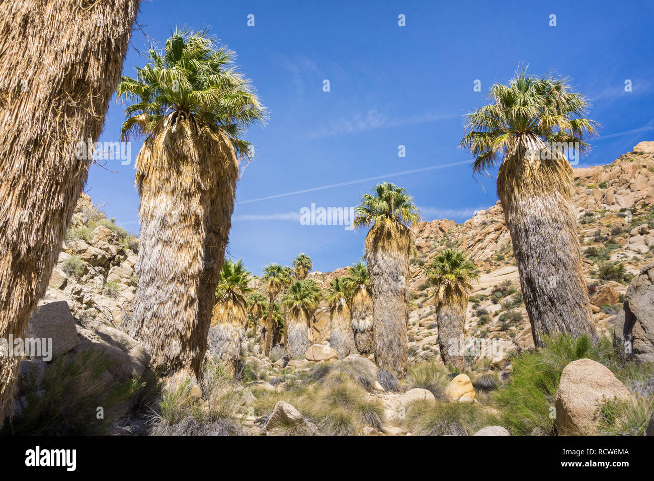 Fan Palm Trees (Washingtonia filifera) in the Lost Palms Oasis, a popular hiking spot, Joshua Tree National Park, California Stock Photo