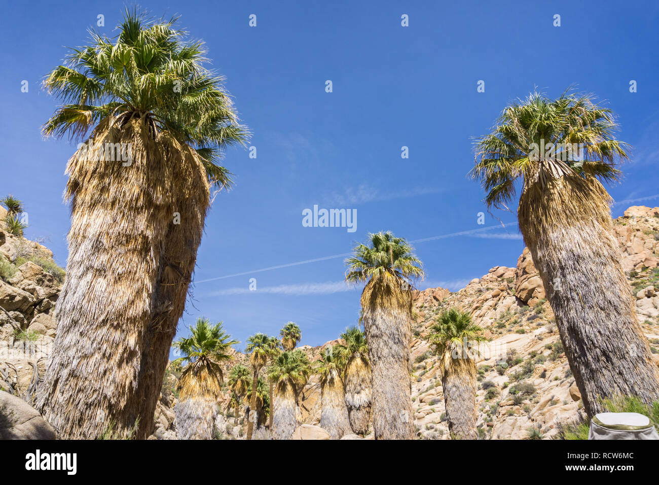 Fan Palm Trees (Washingtonia filifera) in the Lost Palms Oasis, a popular hiking spot, Joshua Tree National Park, California Stock Photo