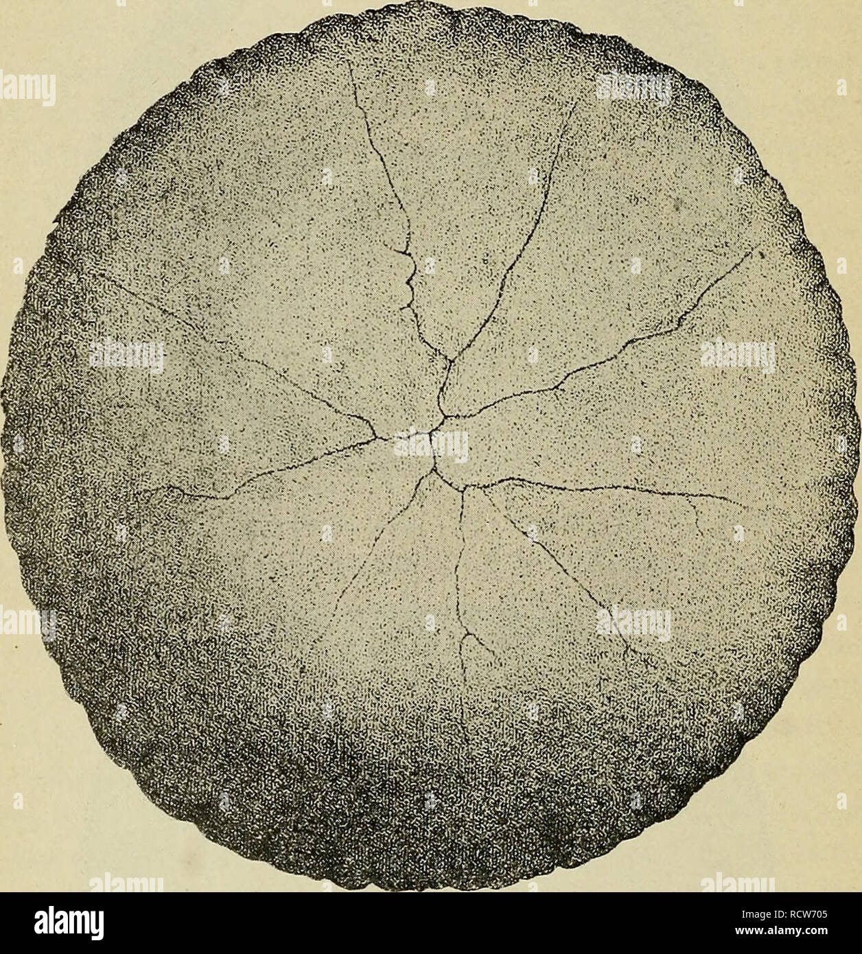 Tunica Vasculosa High Resolution Stock Photography and Images Alamy