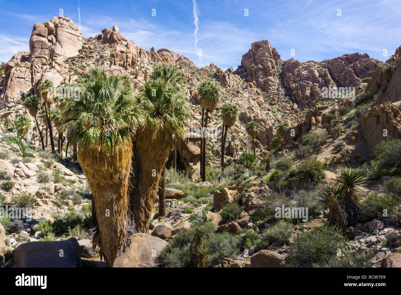 Fan Palm Trees (Washingtonia filifera) in the Lost Palms Oasis, a popular hiking spot, Joshua Tree National Park, California Stock Photo