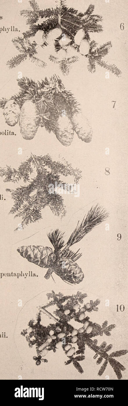 . Descriptive catalogue of flowering, ornamental trees, shrubs, bulbs, herbs, climbers, fruit trees, &amp;c., &amp;c., &amp;c. / for sale by the Yokohama Nursery Co., Limited.. Nursery Catalogue. CATAIX^GUE OF THP: YOKOHAMA NURSERY Co., T/ri). (1912) 01 A bios bnicliyphylla. Picea polita. Sieboldi. Abies. Piuus poutapbylla. TREES AND SHRUBS' SEEDS. per pound. Veer Pahiiatiiiii $1.20 (arpiiiiloliiiiii 80 Japoiiicnin 80 Pictum 1.20 Nikoerisis 1.20 Actmidia Arguta 7.00 Aosculns Tni binata 30 Akebia (Jiihiata 1.50 Albizzia Jiilibrissiii 1.50 Aralia Cordata 1.35 Sieboldi ( Fastia Japo- nica) 1.40 S Stock Photo