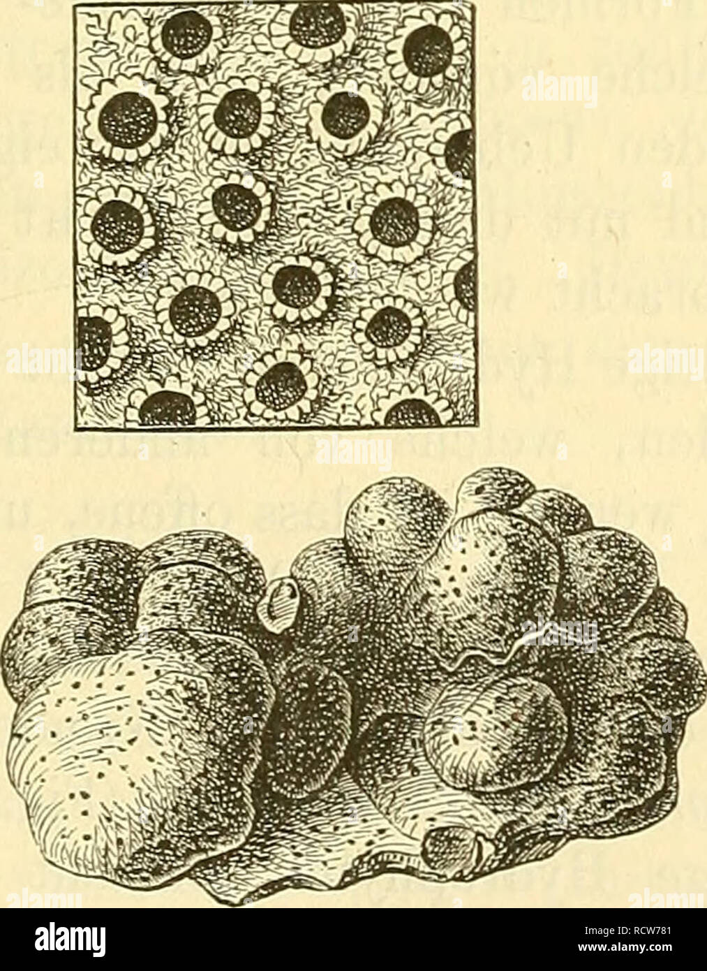 . Elemente der palaeontologie. (Palaeozoologie.). Paleontology
