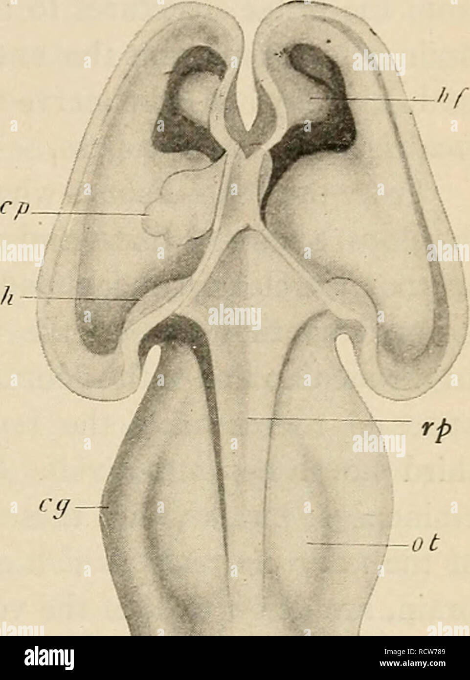 Human brain development from embryo hi-res stock photography and images ...