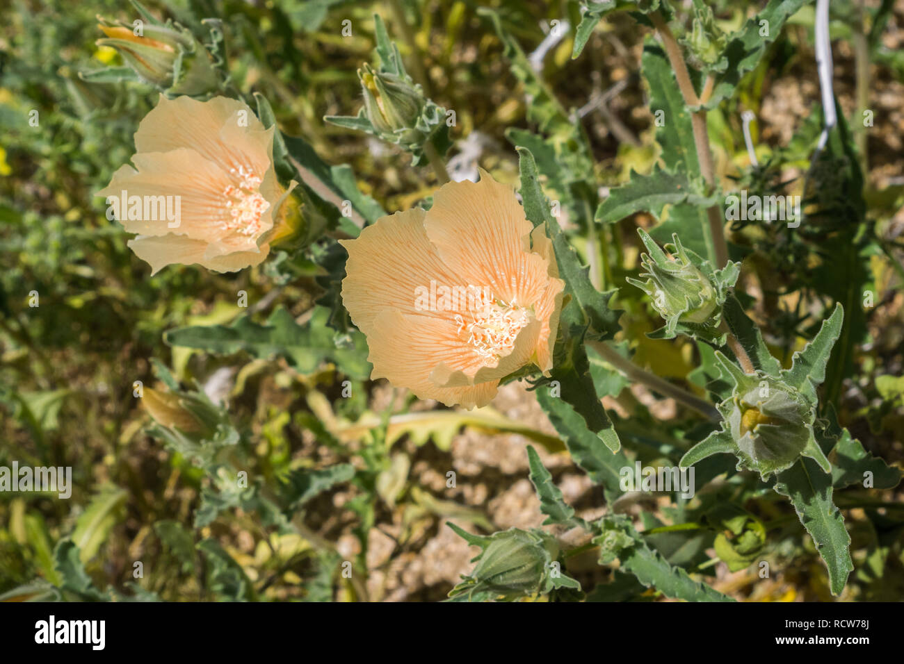 Sand blazing star (Mentzelia involucrata) blooming in Joshua Tree National Park, California Stock Photo