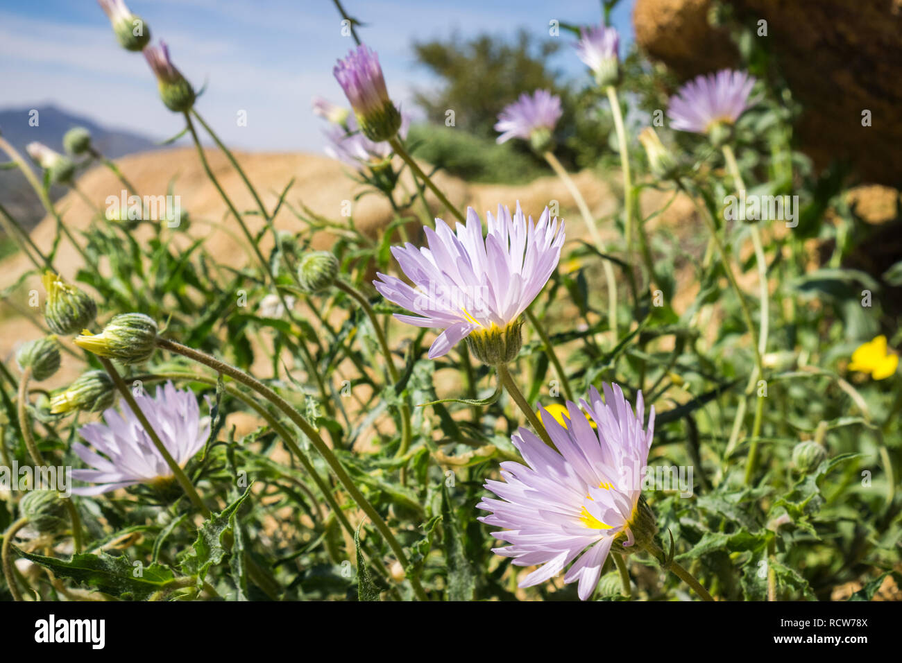 thumbnail image 2 of Mojave Aster Seeds – Xylorhiza Tortifolia, 30 Seeds, Perennial Wildflower, Purple & Yellow, Drought Resistant 2 of 6
