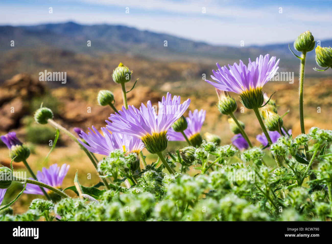Mojave desert flowers hires stock photography and images Alamy