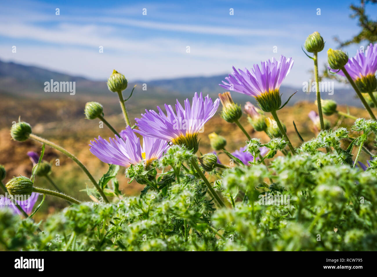 Mojave desert flowers hires stock photography and images Alamy