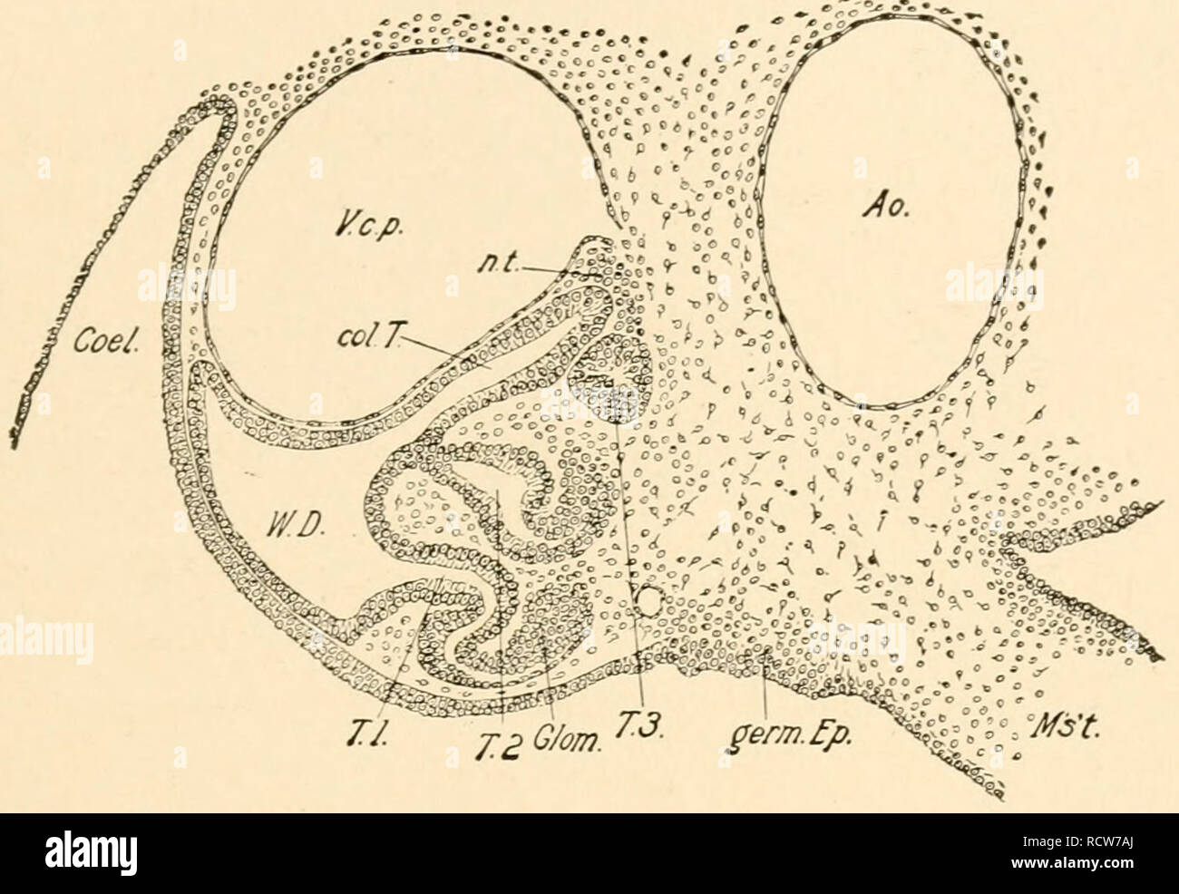 . The development of the chick; an introduction to embryology. Birds -- Embryology. THE URIXOGEXITAL SYSTEM 379 taneously: primary tubules are formed in each somite from the most ventral portion of the nephrogenous tissue; then secondary tubules later from an intermediate portion, and tertiary tubules later yet from the dorsal portion. Fig. 217 represents a transverse section through the middle. Fig. 217. — Transverse section through the middle of the Wolffian body of a chick embryo of 96 hours. Ao., Aorta. Coel., Coelome. Col. T., Collecting tubule. Glom., Glomerulus, germ. Ep., Germinal epit Stock Photo
