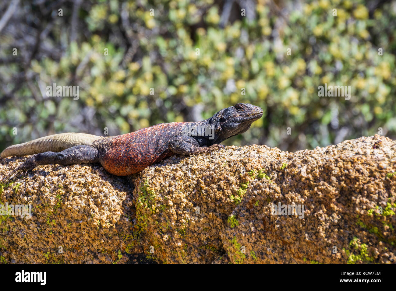 Common Chuckwalla (Sauromalus ater) adult male lounging on a rock, Joshua Tree National Park, California Stock Photo