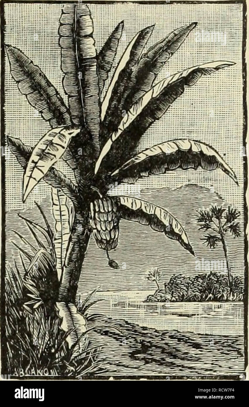 . Descriptive and illustrated catalogue and manual / Royal Palm Nurseries. Nurseries (Horticulture) Florida Catalogs; Tropical plants Catalogs; Fruit trees Seedlings Catalogs; Citrus fruit industry Catalogs; Fruit Catalogs; Plants, Ornamental Catalogs. Tropical Fruit Plants. 13 MUSA, continued. ment to California, was mailed (in small par- cels) for This is a hint to our California friends. Remember, we post free. M. Cavendishii (M. jcyi'a, M. Chinensis, M. nana). The Chinese or Dwarf Banana; also called Dwarf Jamaica or Martinique Banana. Comparatively dwarf, though very strong and robust, re Stock Photo