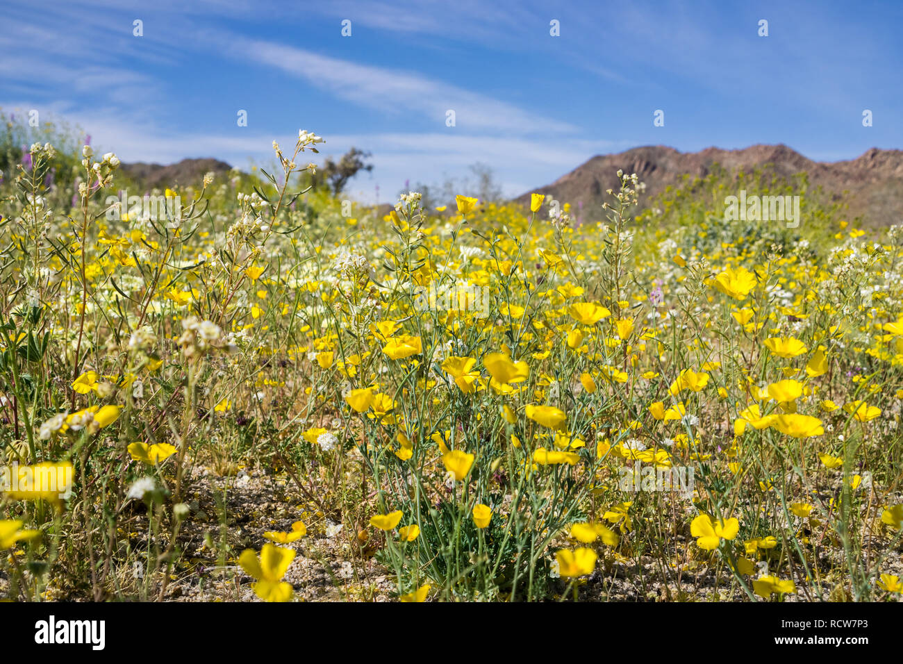 Super bloom wildflowers joshua hi-res stock photography and images - Alamy