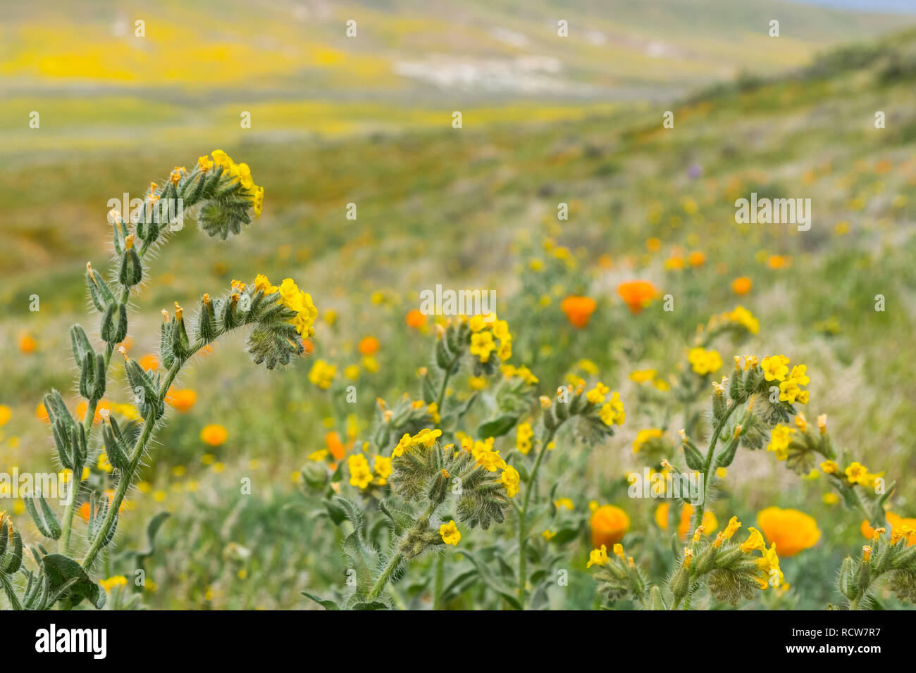Close up of Fiddleneck (Amsinckia tesselata) wildflowers blooming on ...