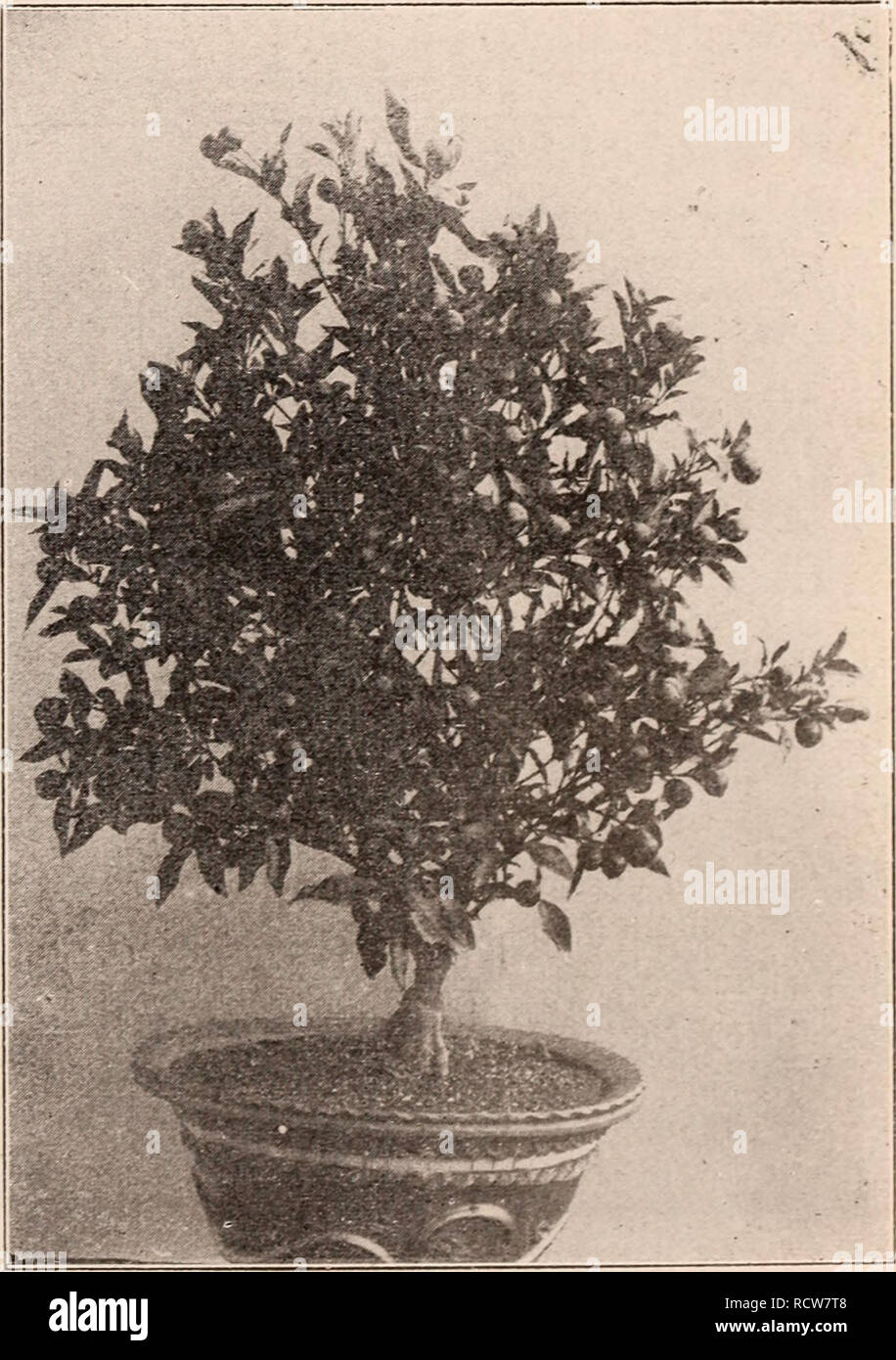 150 Best Landscaping Images In 2020 Plants Outdoor Gardens