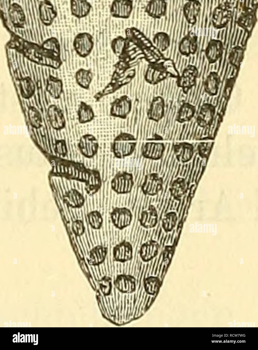 . Elemente der palaeontologie. (Palaeozoologie.). Paleontology. m k @, S&gt; © 4SJ rl 0 &lt;^&amp;m Einfache oder ästige. c. Coscinoporidae. Becherförmige, sternförmige oder ästige Schwämme mit sehr zahlreichen einfachen, blinden Radialcanälen, welche durch ihre Menge das feinmaschige Skelet an der Bildung regelmässiger cubischer Maschen behindern. Die Kreuzungsknoten der Sechsstrahler meist dicht, selten durchbohrt. Deck- schicht fehlt, oder wird nur durch Verdichtung der äussersten Skeletelemente gebildet. Coscinopora Goldf. Becherförmige Schwämme mit verästelter Wurzel, auf beiden Seiten d Stock Photo