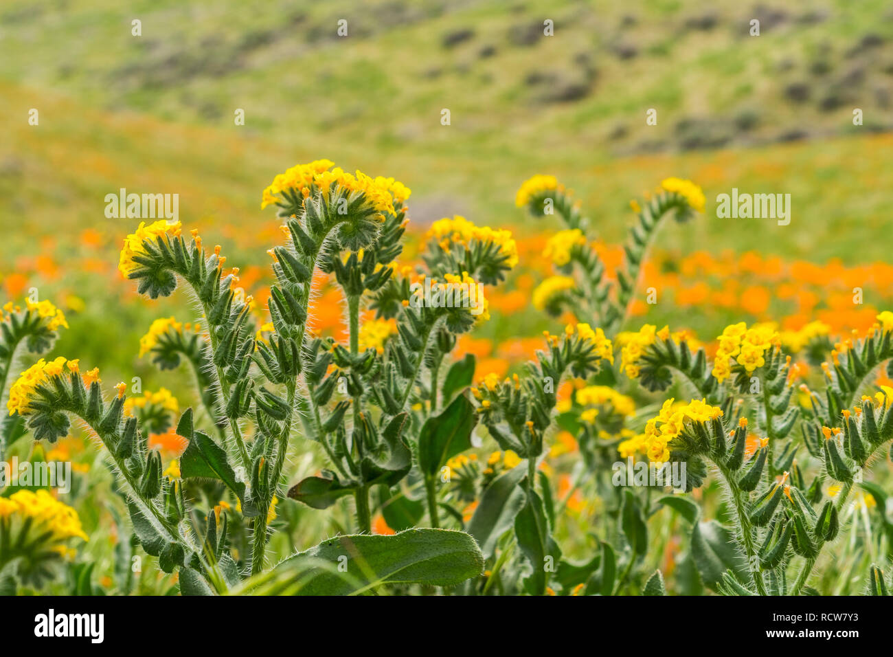 Close up of Fiddleneck (Amsinckia tesselata) wildflowers blooming on ...