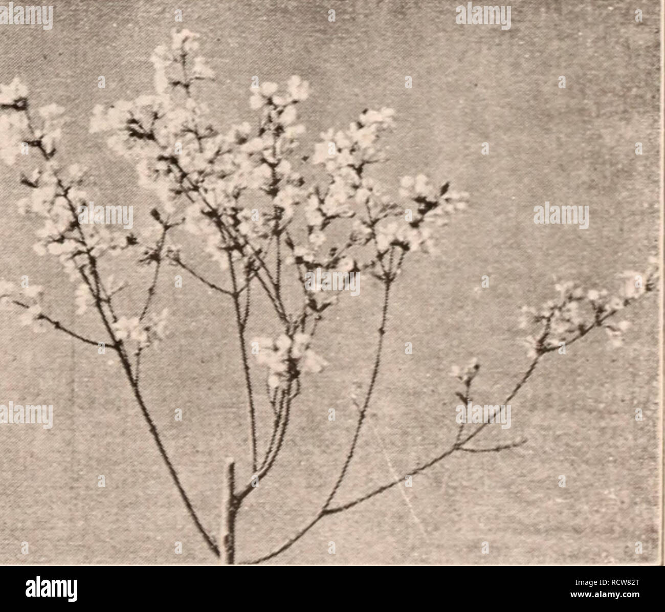 Descriptive Catalogue Of Flowering Ornamental Trees Shrubs Bulbs Herbs Climbers Fruit Trees Amp C Amp C Amp C For Sale By The Yokohama Nursery Co Limited Nursery Catalogue Catalogue Of The Yokohama Nursery