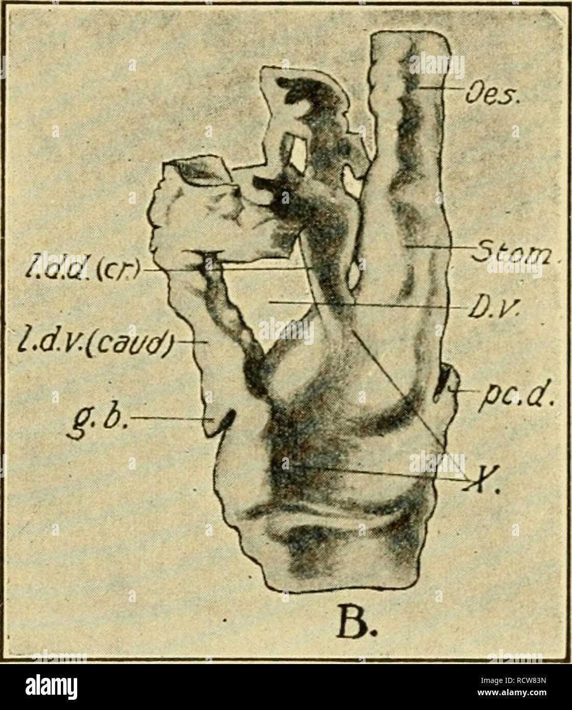. The development of the chick : an introduction to embryology. Embryology; Chickens -- Embryos. FROM TWELVE TO THIRTY-SIX SOMITES 179 floor of the laiyngotracheal groove directl}^ continuous with the floor of the branchial portion of the pharynx at its hind end; the former bends up at about right angles to enter the narrow oesophagus (Figs. 87 and 88). Thus the whole pulmonary tract communicates widely with the pharynx at the 35 s stage. Its complete delimination falls within the period covered by Chapter X. The continuity of the expansions that form the lung primordia, with the series of vis Stock Photo