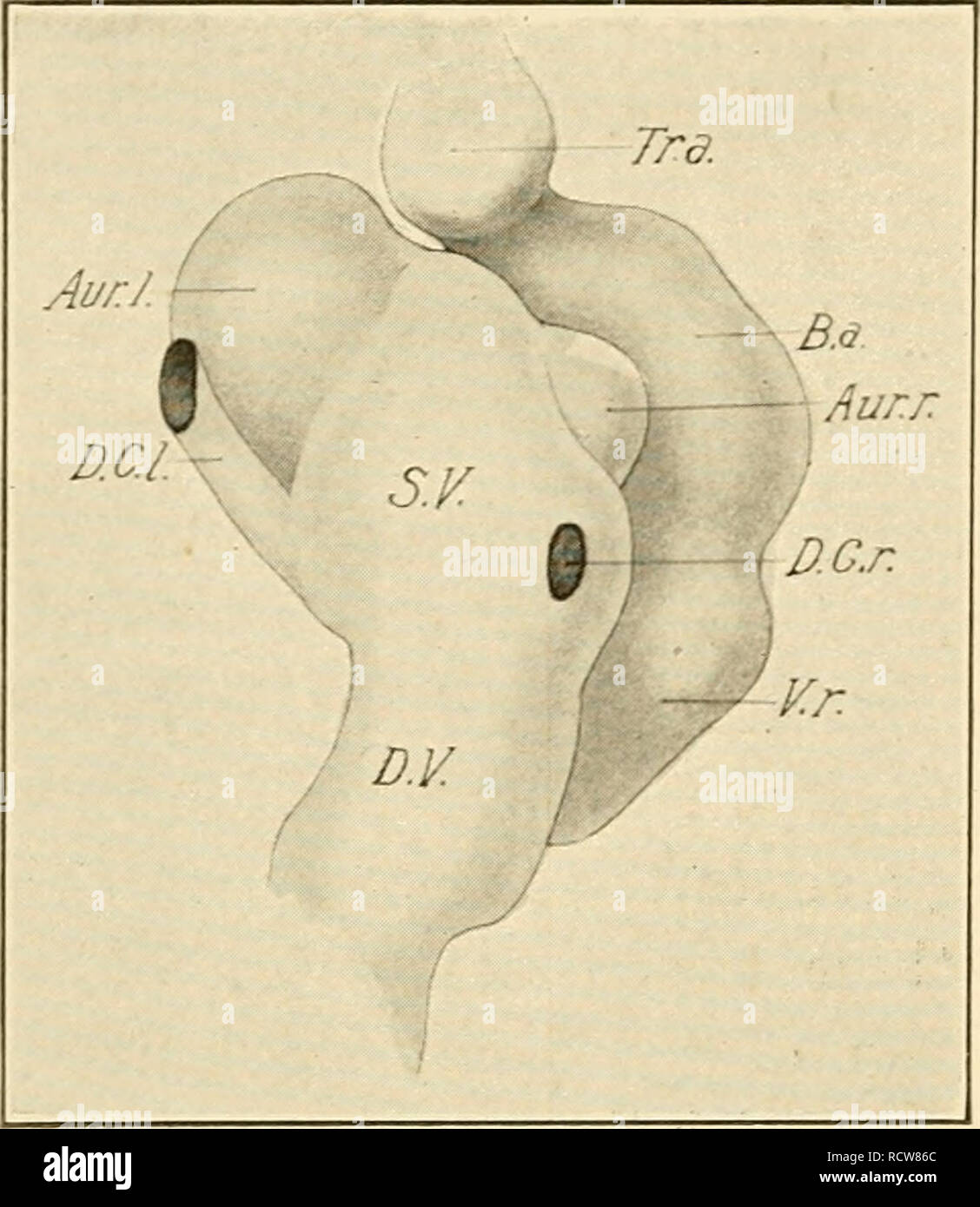 Proxamately . The development of the chick; an introduction to embryology. Birds ...