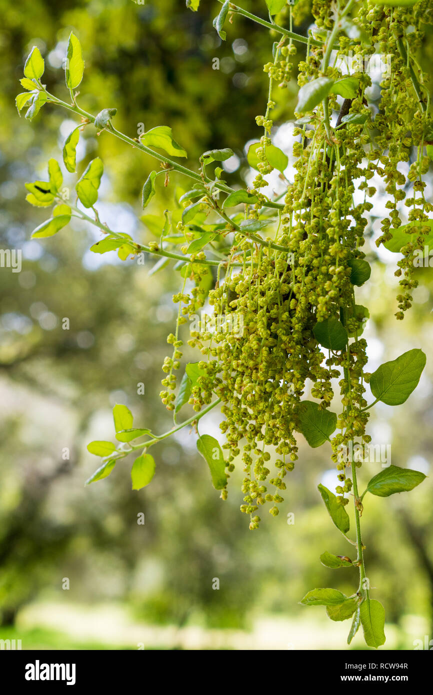 Coast Live Oak leaves and inflorescence (Quercus agrifolia), California Stock Photo Alamy