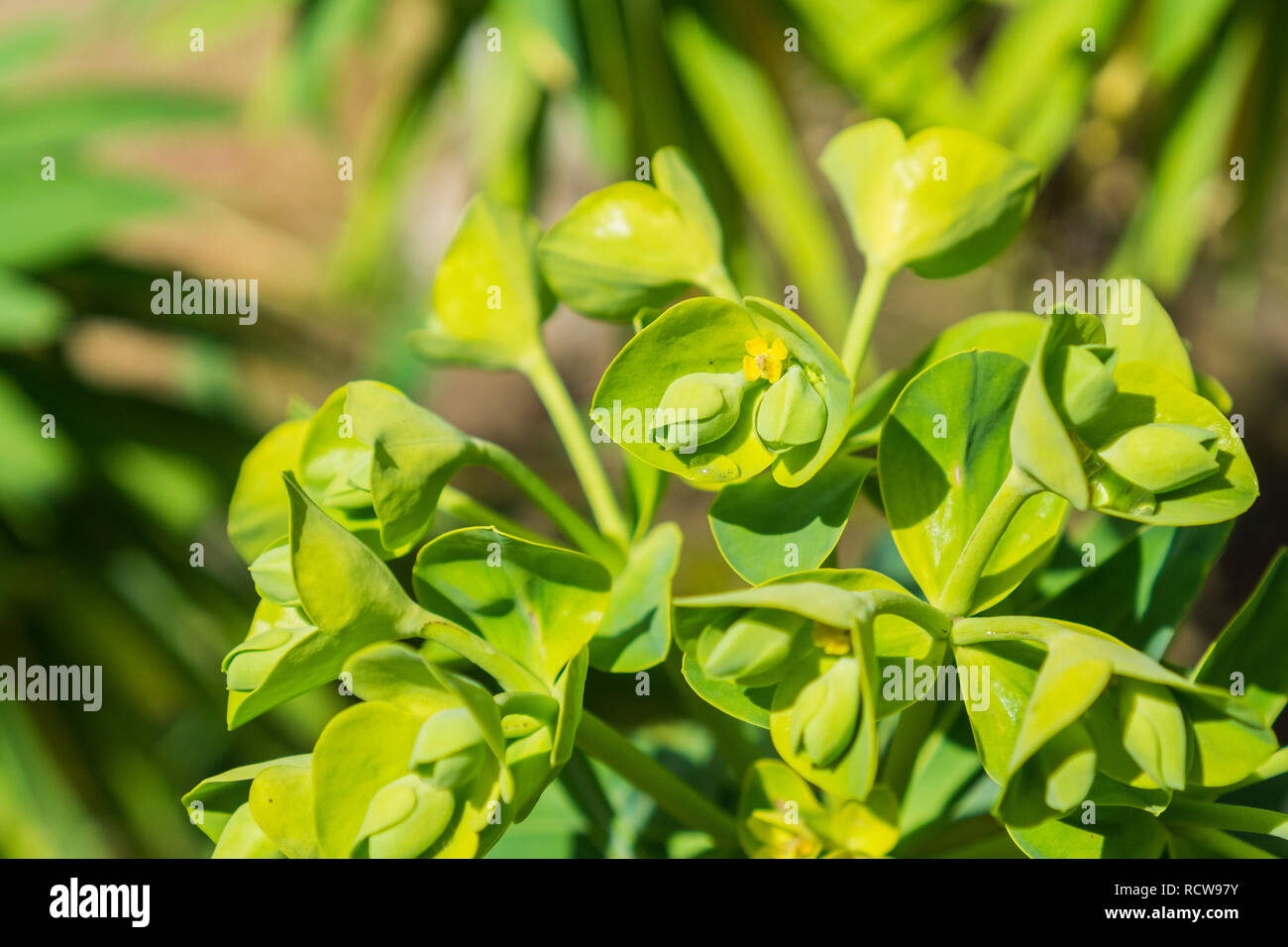 Euphorbia characias 'Wulfenii' flowering ornamental, California Stock Photo