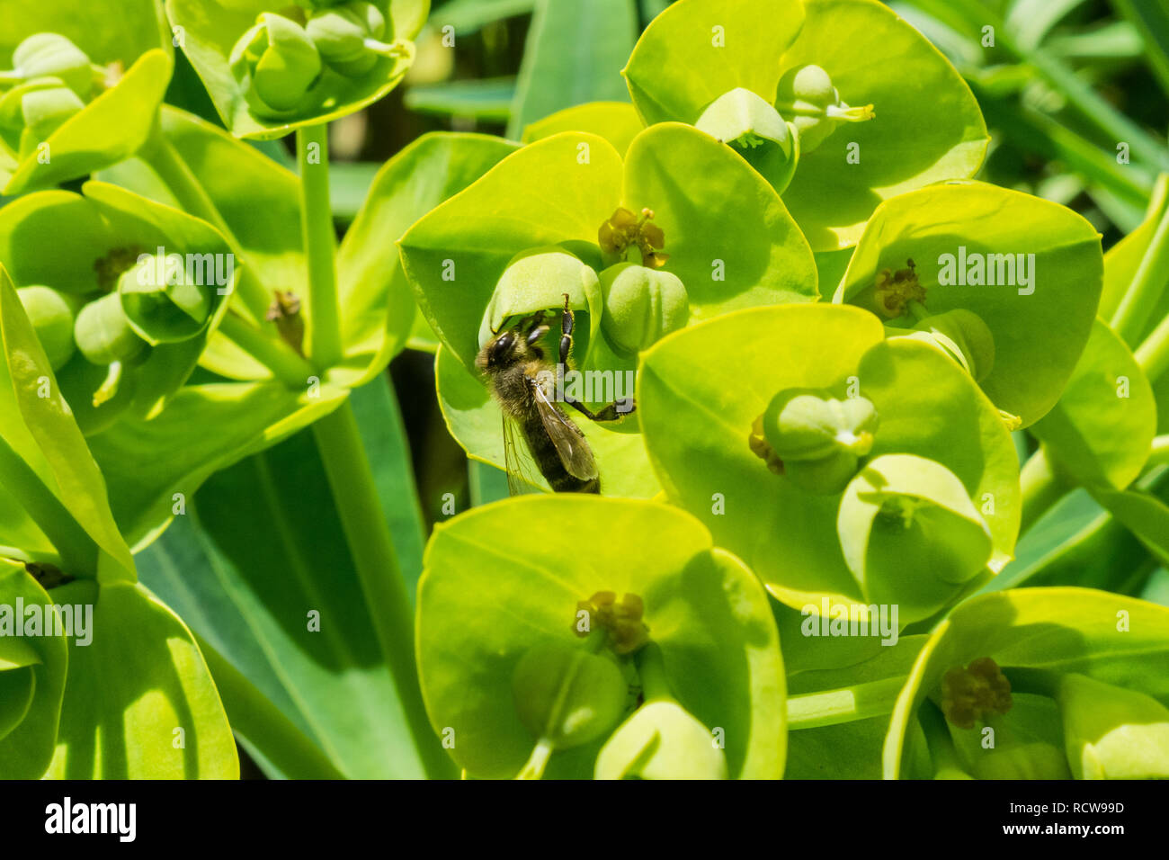 Bee pollinating the flowers of an Euphorbia characias 'Wulfenii', California Stock Photo