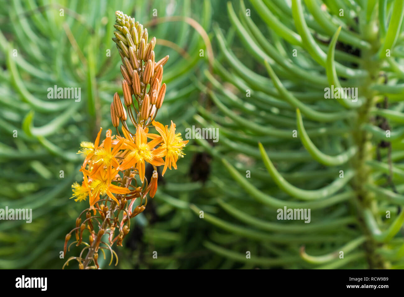 Stalked Bulbine, Orange Bulbine (Bulbine frutescens, Bulbine caulescens, Anthericum frutescens), inflorescence, California Stock Photo