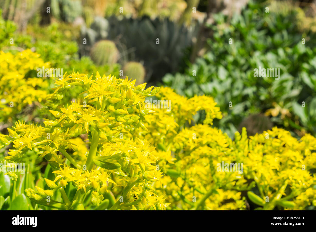 Yellow Flower Cluster on a Aeonium arboreum succulent, California Stock