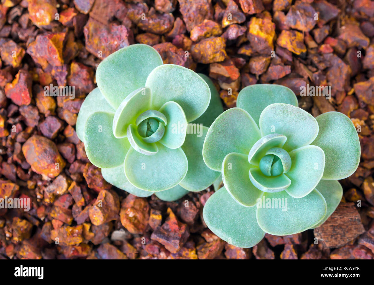 Succulent plant corsican stonecrop, freshness leaves of Orostachys furusei Ohwi grow in the volcanic gravel Stock Photo