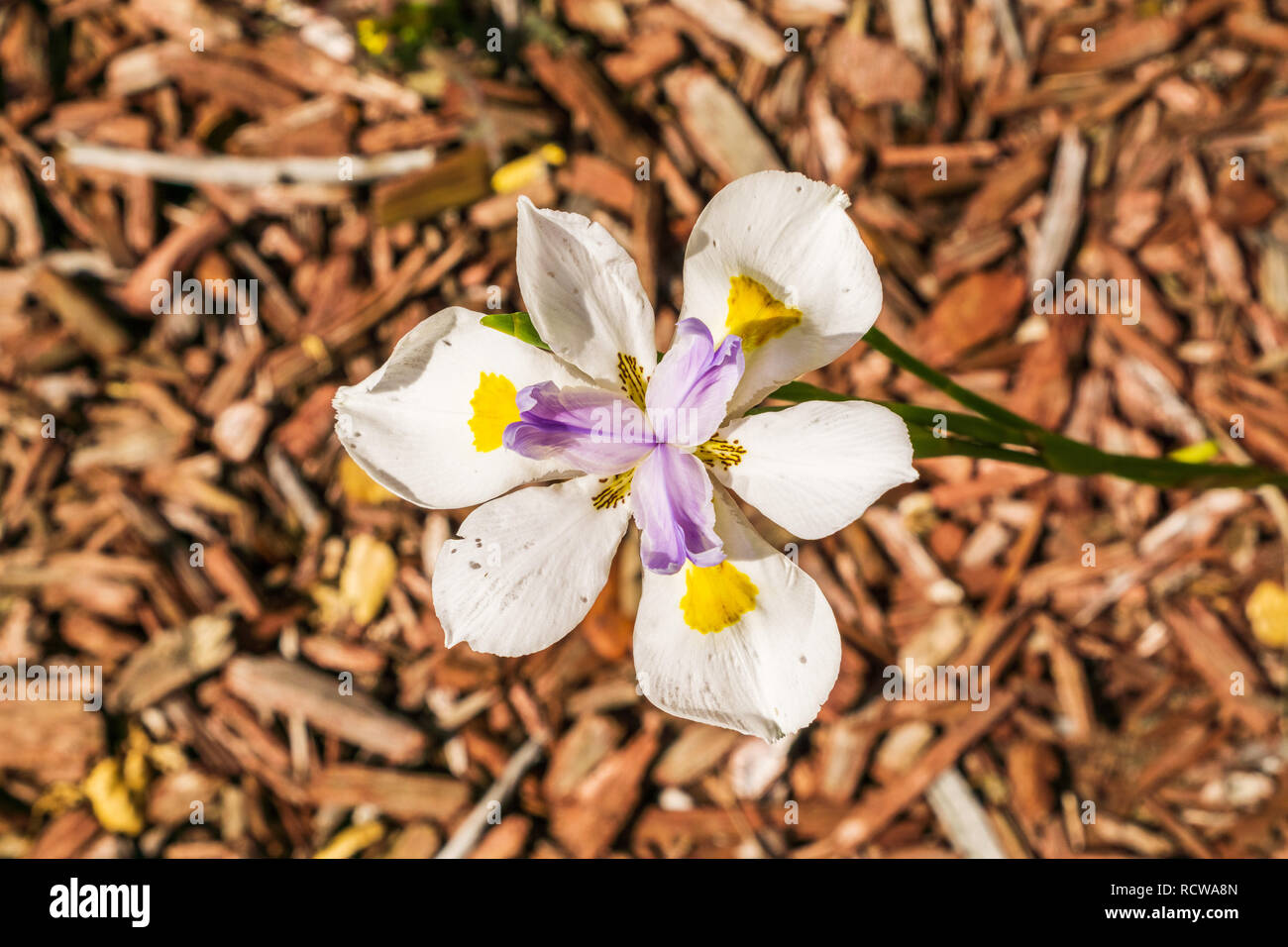 African White Iris flower Stock Photo Alamy