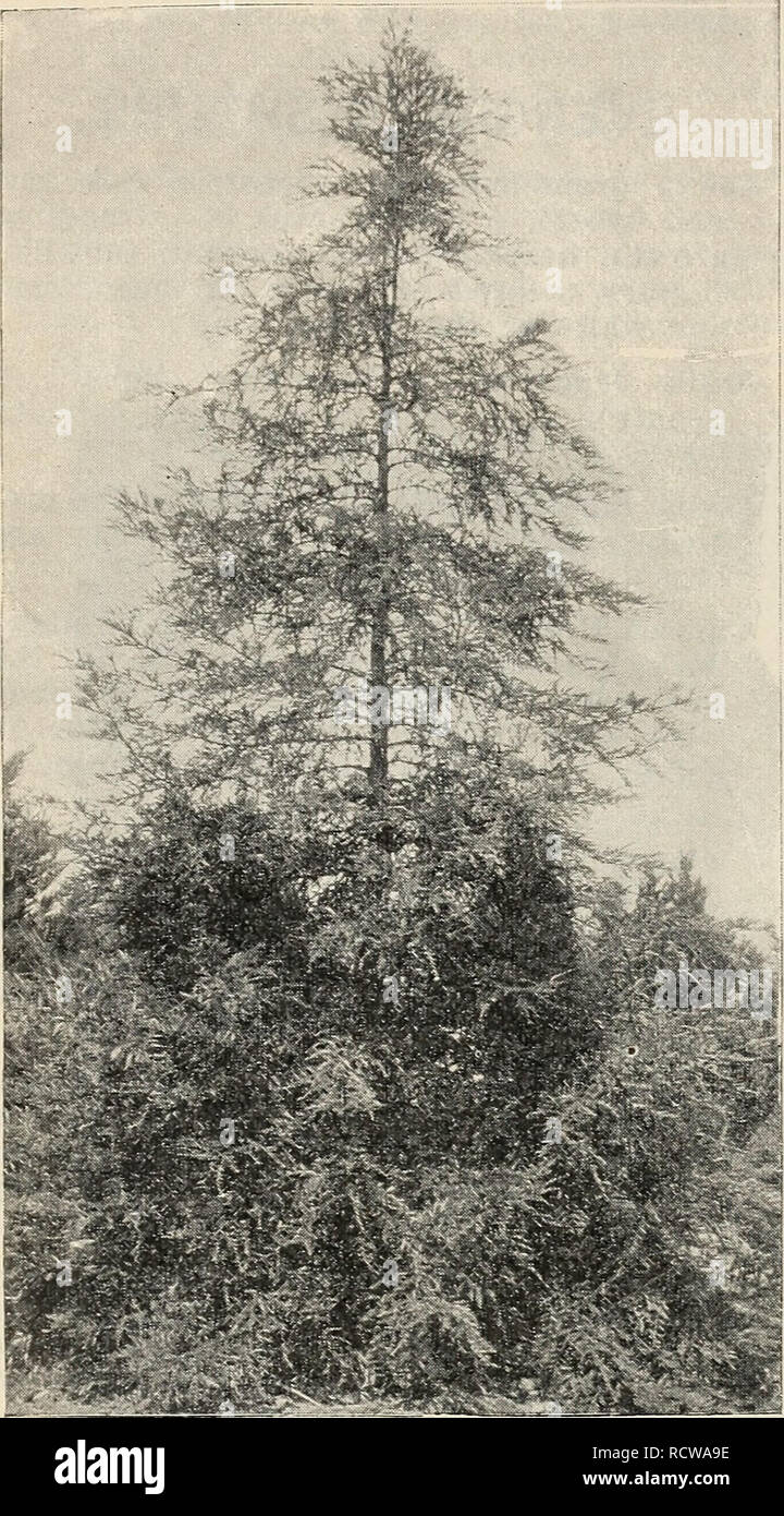 . Descriptive catalogue fruit and forest trees, vines and shrubs