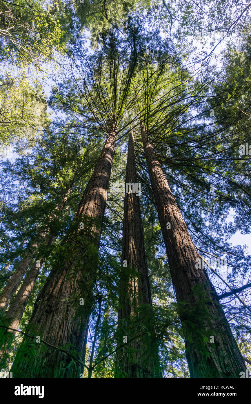 Tall Redwood trees (Sequoia sempervirens), California Stock Photo - Alamy