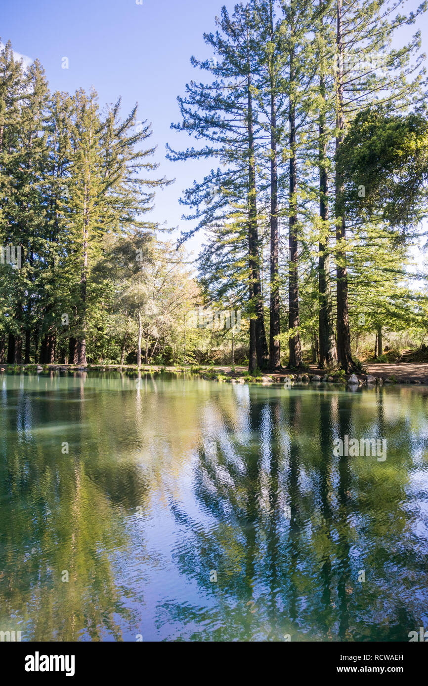 Redwood trees reflected in a calm pond, San Francisco bay area, California Stock Photo