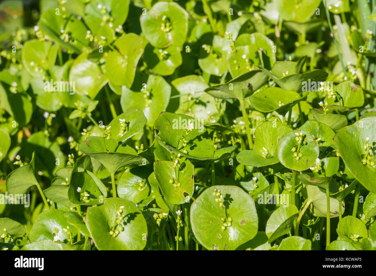 Miner's Lettuce, Winter Purslane or Indian Lettuce (Claytonia perfoliata) growing on a meadow, California Stock Photo
