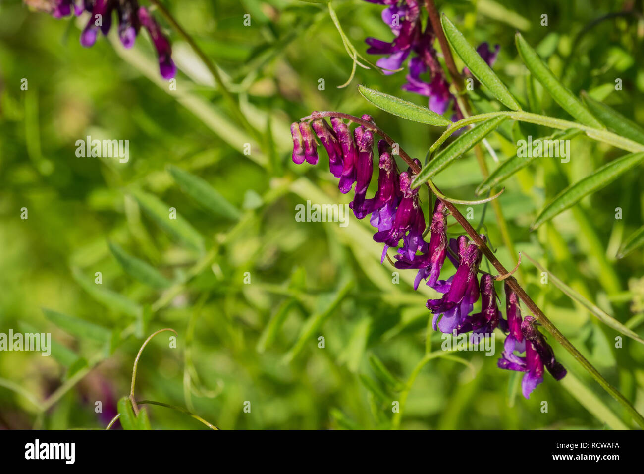 Close up of Vetch (Vicia villosa) wildflowers, California Stock Photo
